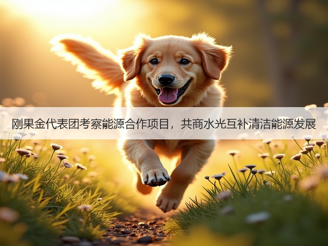 刚果金代表团考察能源合作项目，共商水光互补清洁能源发展(图2)