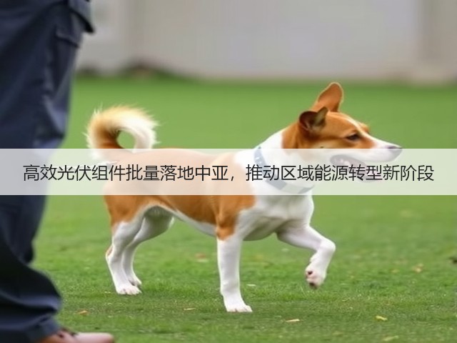 高效光伏组件批量落地中亚，推动区域能源转型新阶段(图1)